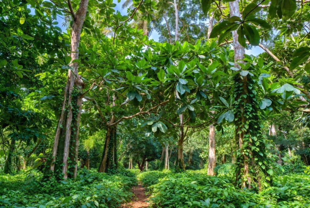 Spice plantation tour in Goa with pepper vines